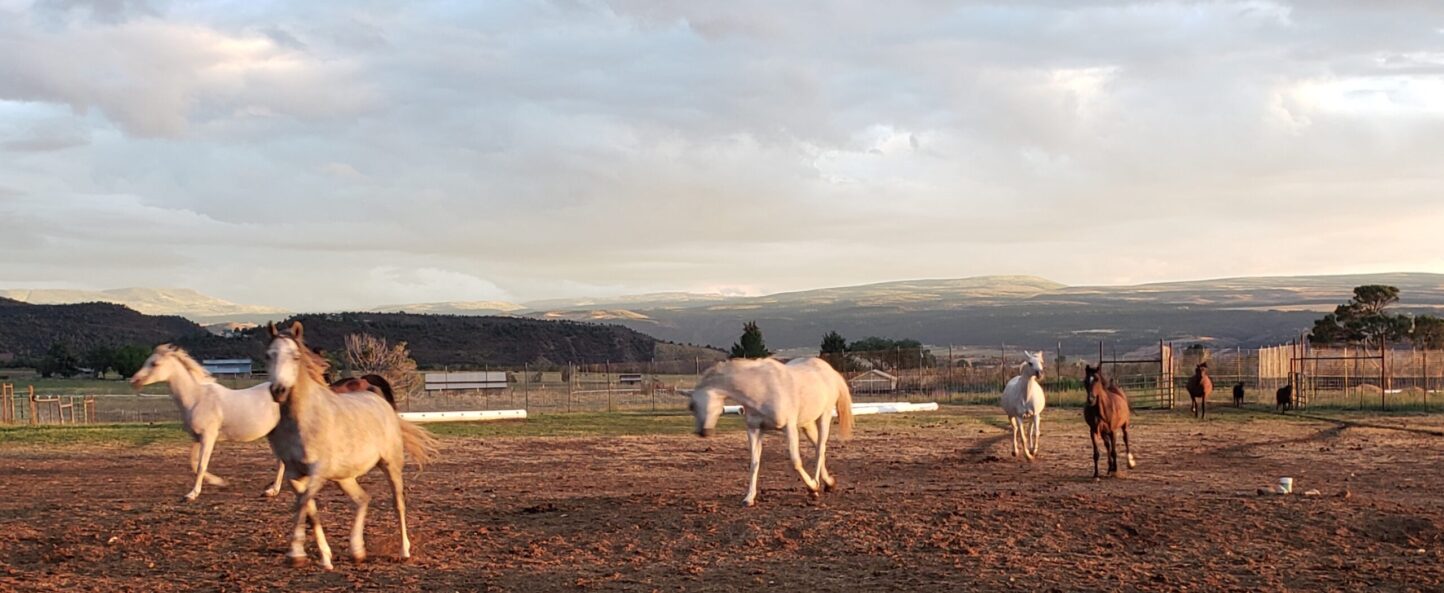 The Herd at Gateways-10 Equine Therapy Horses in the Field