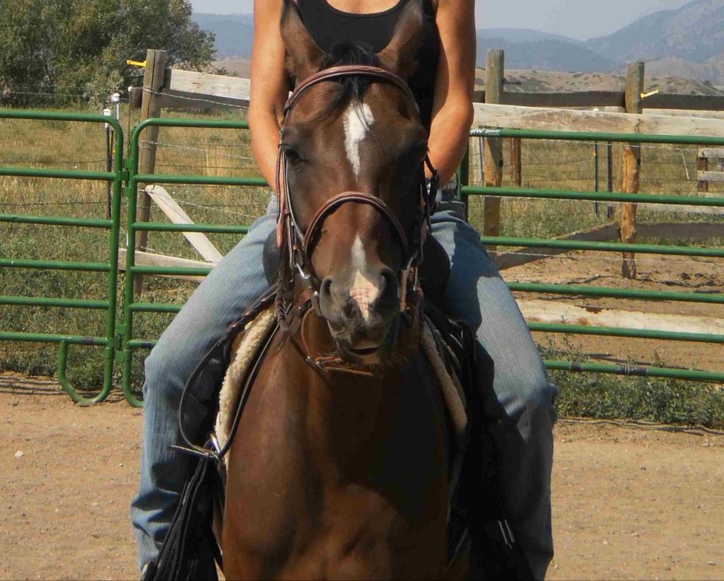 horse with rider horse with rider