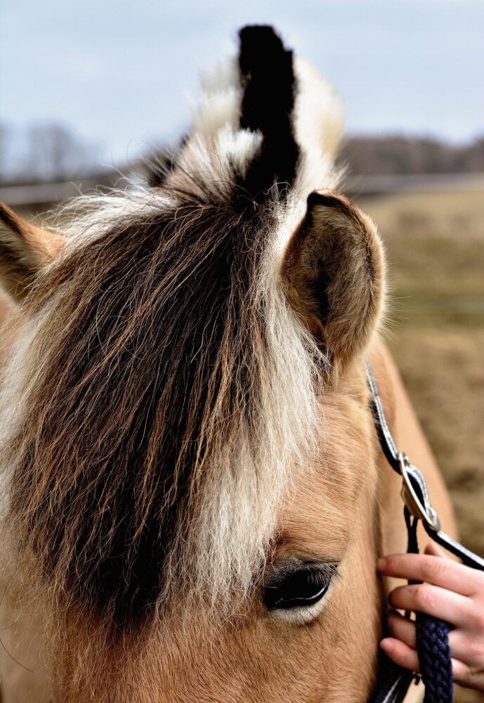 hand on horse Close up of a therapy horse being led by hand