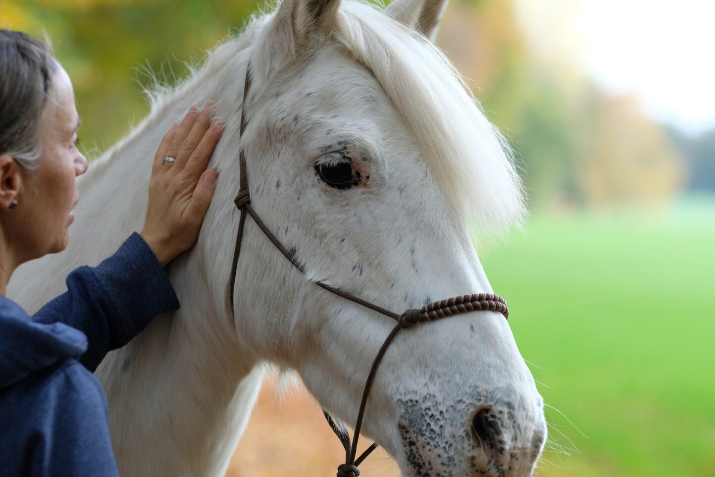 woman touching horse Woman with hand on a horse in equine therapy session