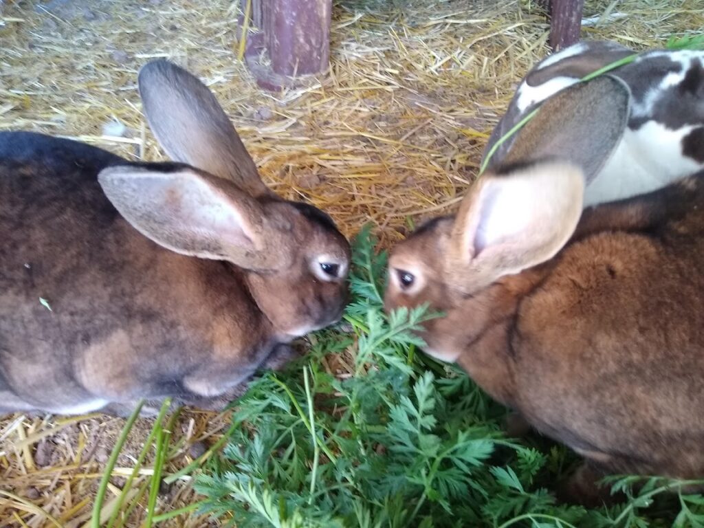 Two farm therapy rabbits eating a carrot