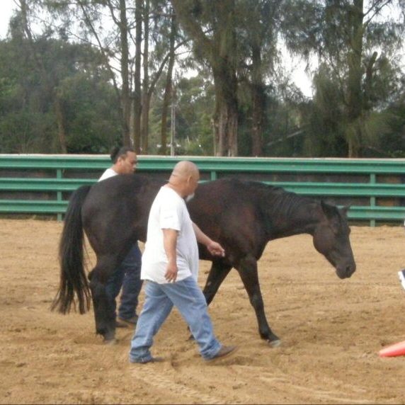 Participants in equine therapy training course. Walking a horse through obstacle course.