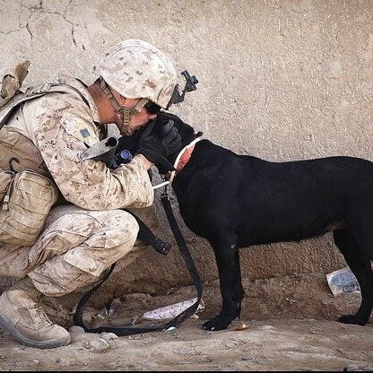 soldier meeting dog