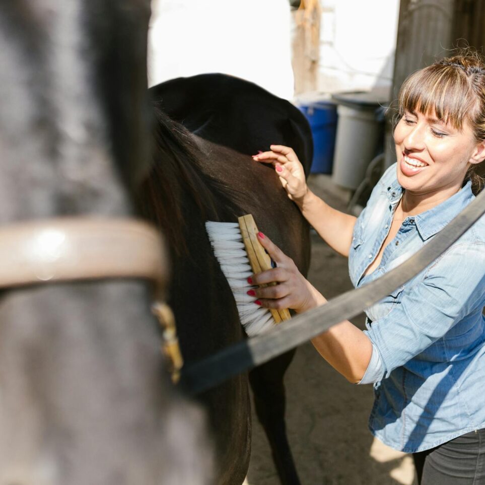 Working with horse in certification program