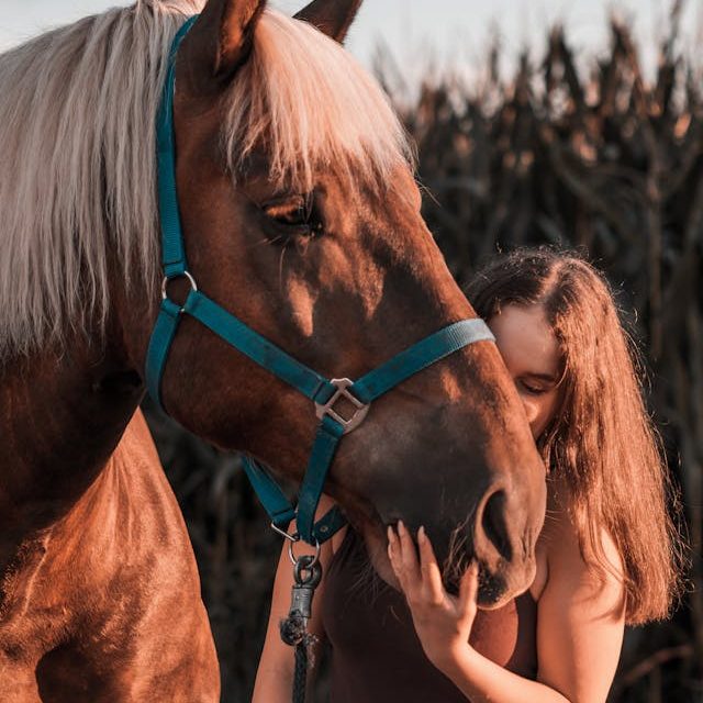 A woman interacts with a horse, learning horse therapy