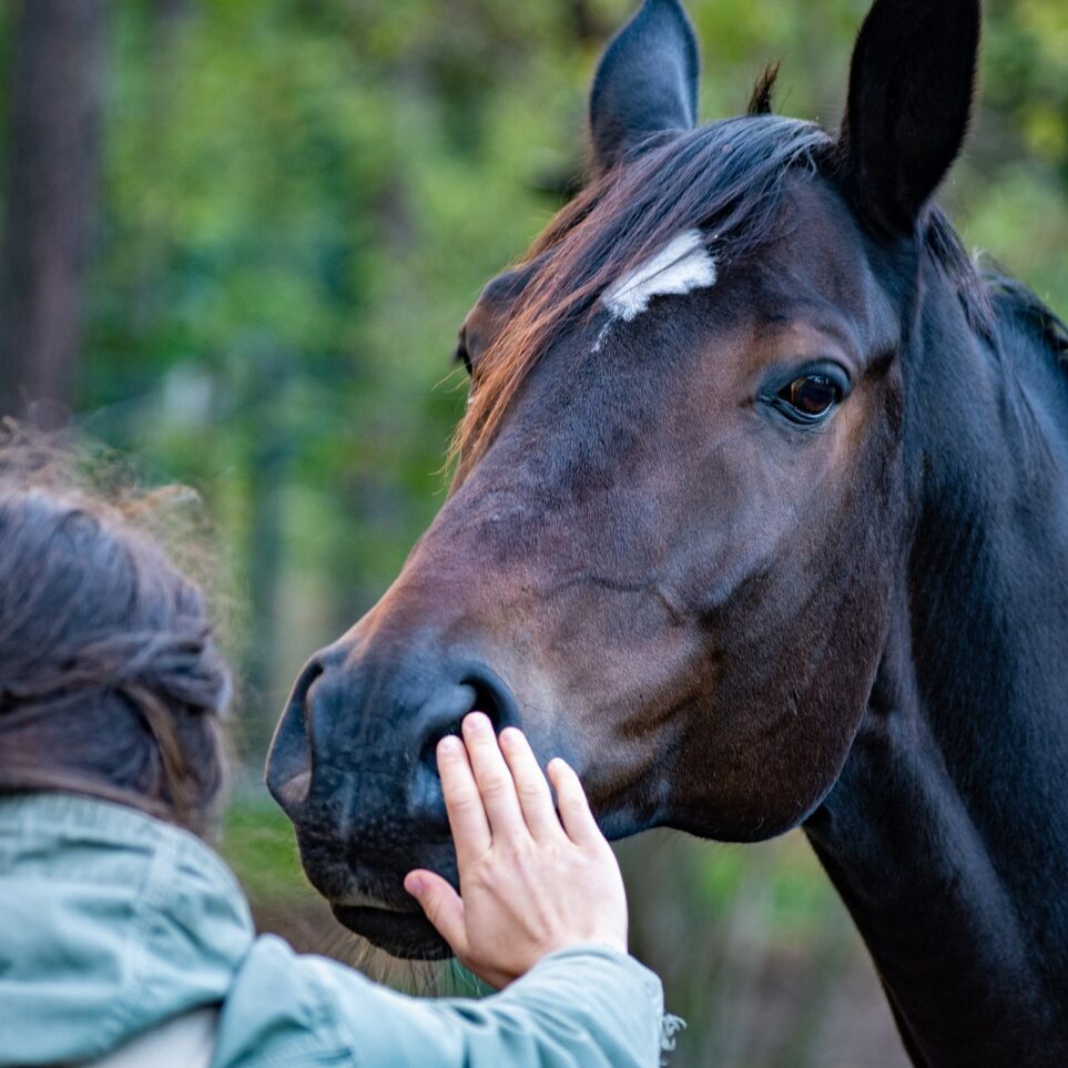 Horse therapy session. Woman reaching towards a horse.